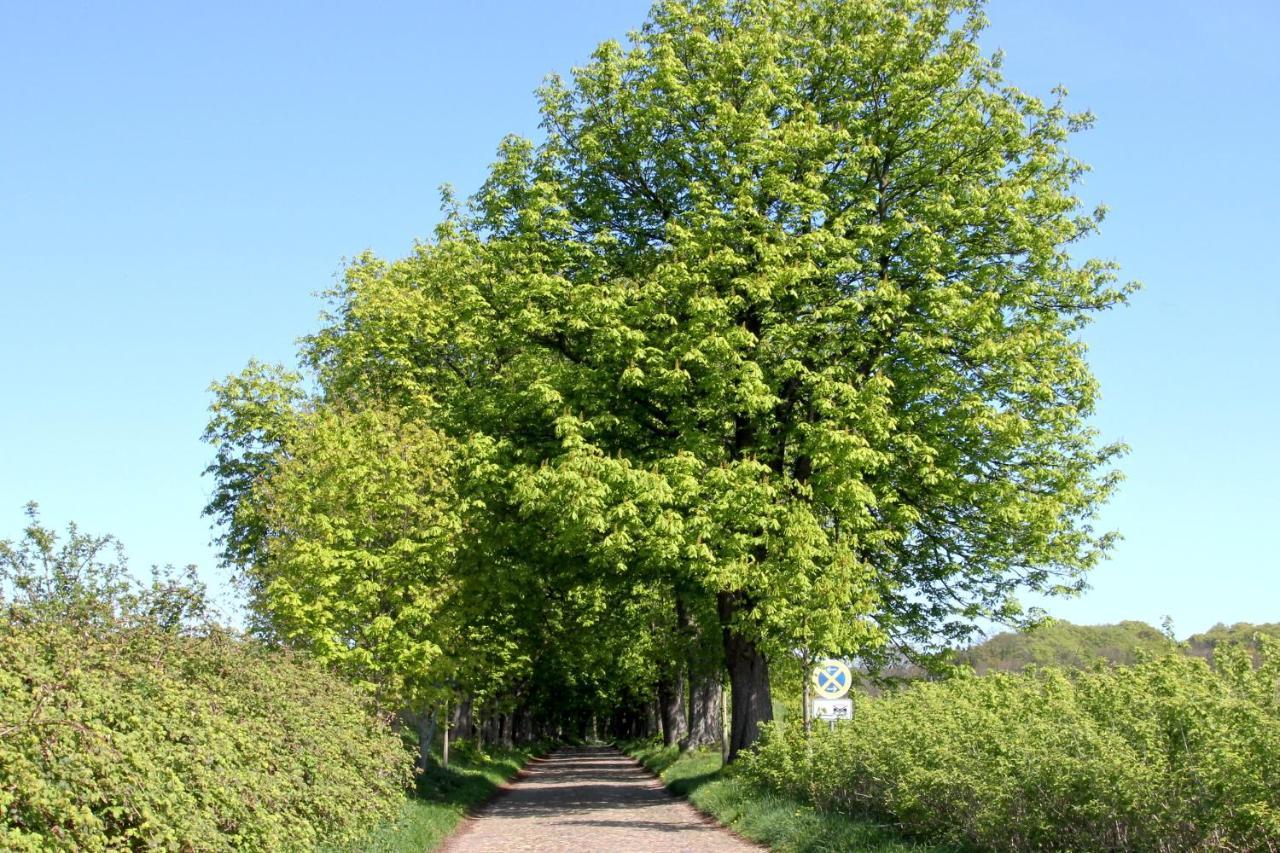Viel Natur, Idyllische Umgebung, Ruhige Lage - Ferienpark Neddesitz Fewo 299 Buitenkant foto